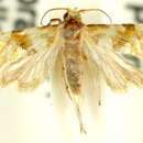 Image of Gynnidomorpha mesoxutha Turner 1916
