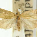 Image of Capua cirrhoptera Turner 1926