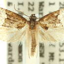 Imagem de <i>Asthenoptycha heminipha</i>