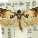 Imagem de <i>Asthenoptycha iriodes</i>