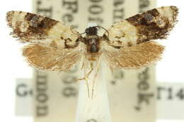 Image of <i>Asthenoptycha iriodes</i>