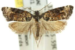 Image of Asthenoptycha