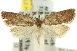 Dipterina rupicolana的圖片