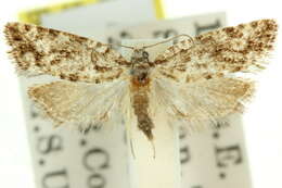 <i>Dipterina gnophodryas</i>的圖片