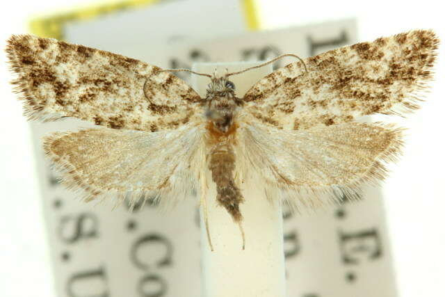 <i>Dipterina gnophodryas</i>的圖片