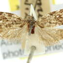 Image of Cnephasia catarrapha Turner 1945