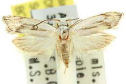 Image of Plectophila micradelpha Turner 1897