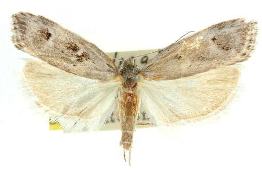 Image of <i>Clerarcha grammatistis</i>