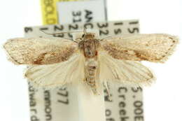 Image of Crypsicharis enthetica Meyrick 1922