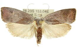 Imagem de Xylorycta apheles Turner 1897