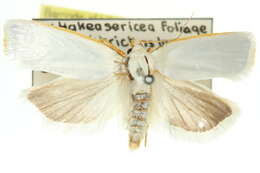 Image of Xylorycta luteotactella Walker 1864