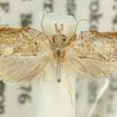 Image of <i>Coeloptera gyrobathra</i>