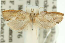 Imagem de <i>Coeloptera gyrobathra</i>