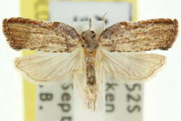 Imagem de <i>Coeloptera gyrobathra</i>