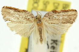 Imagem de <i>Coeloptera gyrobathra</i>