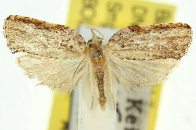 Imagem de <i>Coeloptera gyrobathra</i>