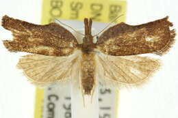 Imagem de <i>Coeloptera vulpina</i>