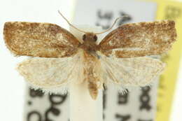 Imagem de <i>Coeloptera vulpina</i>