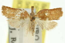 Imagem de <i>Coeloptera vulpina</i>