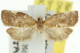 Imagem de <i>Coeloptera epiloma</i>