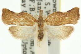 Imagem de <i>Coeloptera epiloma</i>