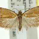 Tortrix incompta Turner 1926的圖片