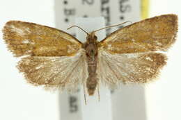 Image of Tortrix incompta Turner 1926