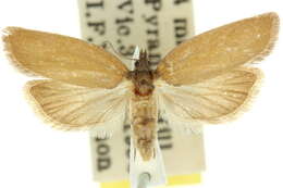 Image of <i>Ericodesma liquidana</i>