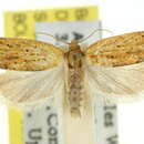 Image of Tortrix phaeoneura Turner 1945