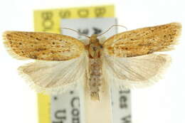 Image of Tortrix phaeoneura Turner 1945