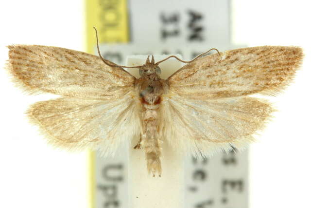 Image of Tortrix phaeoneura Turner 1945