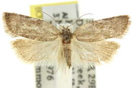 Image of Tortrix tephrodes Turner 1916