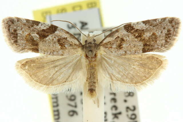 Image of Tortrix tephrodes Turner 1916