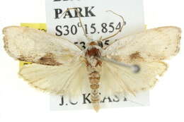 Image of Xylorycta amblygona Turner 1900