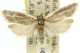 Image of <i>Ericodesma leptosticha</i>