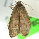 Слика од Tortrix adoxodes Turner 1938