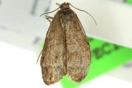 Слика од Tortrix adoxodes Turner 1938