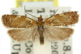 Слика од Tortrix adoxodes Turner 1938