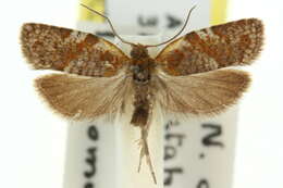 Слика од Tortrix adoxodes Turner 1938