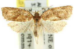 Image of <i>Cacoecia mnemosynana</i>