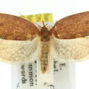 Image of <i>Tortrix arcaria</i>