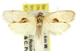 Image of Xylorycta cosmeta Turner 1917