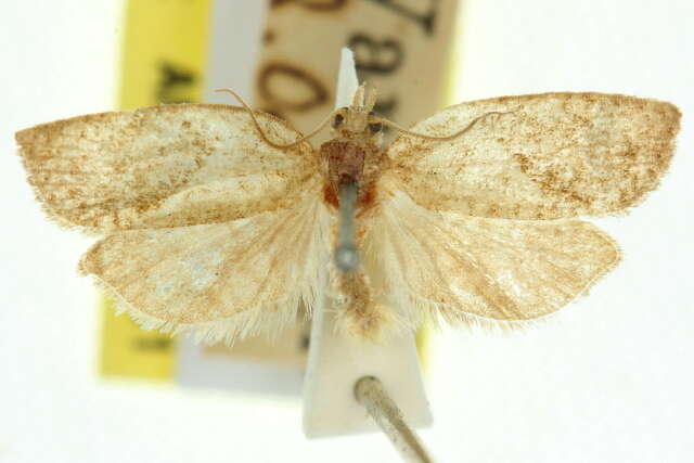 Image of Epiphyas balioptera Turner 1916
