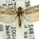 Image of Epiphyas hyperacria Turner 1916