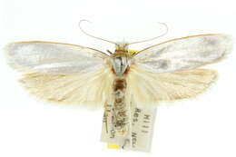 Image of <i>Xylorycta philonympha</i>