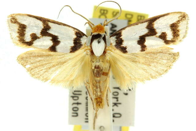 Imagem de Xylorycta ophiogramma Meyrick 1890