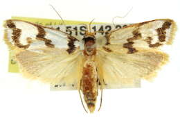 Imagem de Xylorycta ophiogramma Meyrick 1890