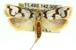 Image of Xylorycta ophiogramma Meyrick 1890