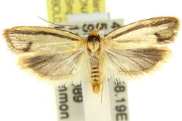 Imagem de <i>Xylorycta streptogramma</i>