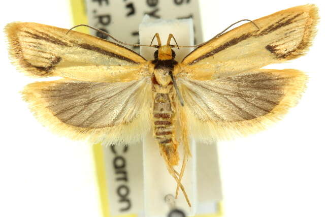 Imagem de <i>Xylorycta streptogramma</i>